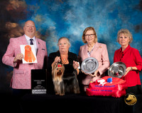 Yorkshire Terrier #54 Fri Grand Sweeps Judge Bill Hinds