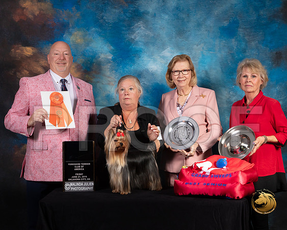 Yorkshire Terrier #54 Fri Grand Sweeps Judge Bill Hinds_SSR_9535-©ToyOKC2019-HR3