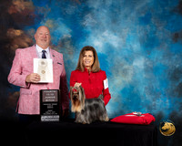 Yorkshire Terrier #6 Fri 15 to 18 4th Judge Bill Hinds