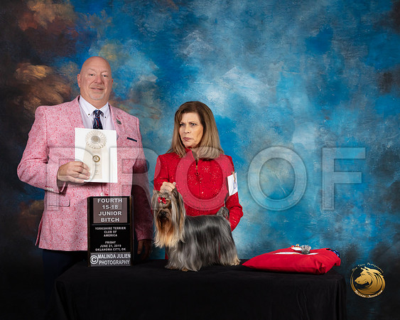 Yorkshire Terrier #6 Fri 15 to 18 4th Judge Bill Hinds_SSR_9549-©ToyOKC2019-HR3