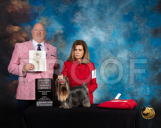 Yorkshire Terrier #6 Fri 15 to 18 4th Judge Bill Hinds_SSR_9550-©ToyOKC2019-HR3