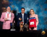 Yorkshire Terrier #7 Fri 12 to 18 1st Judge Bill Hinds