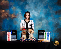 Yorkshire Terrier #65 #67 Fri 6 to 9 BCut