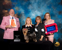 Yorkshire Terrier #32 Fri Junior Sweeps Judge Bill Hinds