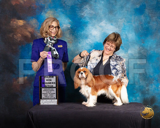 Cavalier King Charles Spaniel #22 WB Judge SUSAN SHIDLER_SSR_9627-©ToyOKC2019-HR3