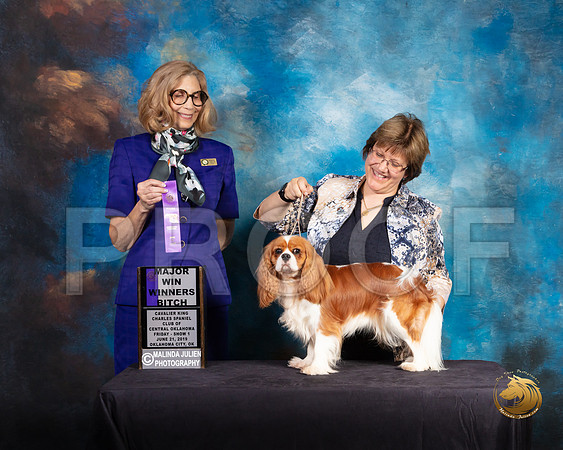 Cavalier King Charles Spaniel #22 WB Judge SUSAN SHIDLER_SSR_9626-©ToyOKC2019-HR3