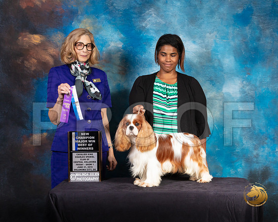 Cavalier King Charles Spaniel #23 Fri 1 BOW Judge SUSAN SHIDLER_SSR_9622-©ToyOKC2019-HR3