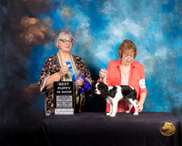 Cavalier King Charles Spaniel #24 Fri 2 Judge DEBORAH BARRETT