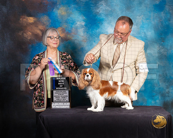 Cavalier King Charles Spaniel #40 Fri 2 Judge DEBORAH BARRETT_SSR_9615-©ToyOKC2019-HR3