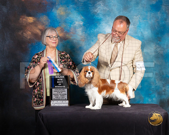 Cavalier King Charles Spaniel #40 Fri 2 Judge DEBORAH BARRETT_SSR_9616-©ToyOKC2019-HR3