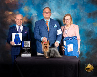 Yorkshire Terrier #134 Fri Opn Bitch 1 Judge Fred Bassett