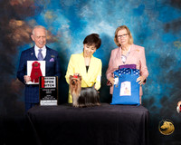 Yorkshire Terrier #28 Fri OpnBitch 2 Judge Fred Bassett