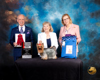 Yorkshire Terrier #68 Fri AmBred 2 Judge Fred Bassett