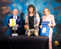 Yorkshire Terrier #84 Fri AmBred 3 Judge Fred Bassett