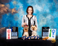 Yorkshire Terrier Fri #65 #67 6 to 9 BCut