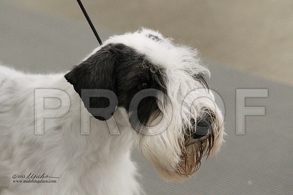 Sealyham-5718LR