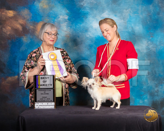 Chihuahua Long Coat #10 Fri BOV Judge Deborah Barrett_SSR_9705-©ToyOKC2019-HR3