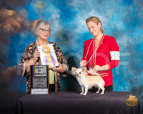 Chihuahua Long Coat #10 Fri BOV Judge Deborah Barrett_SSR_9706-©ToyOKC2019-HR3