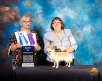 Chihuahua Long Coat #8 Fri BOW Judge Deborah Barrett