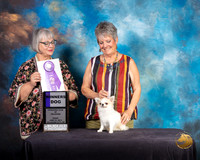 Chihuahua Long Coat #5 Fri WD Judge Deborah Barrett