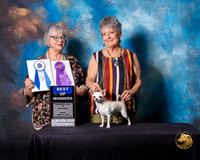 Chihuahua Smooth #10 Fri BOW Judge Deborah Barrett