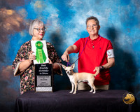 Chihuahua Smooth #6 Fri BBE Judge Deborah Barrett