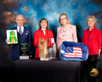 Yorkshire Terrier #16 Fri 2 AOM Judge Fred Bassett