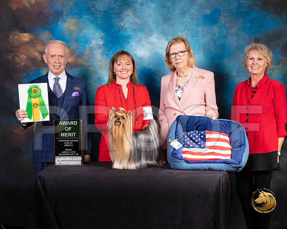 Yorkshire Terrier #16 Fri 2 AOM Judge Fred Bassett_SSR_9648-©ToyOKC2019-HR3