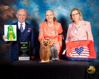 Yorkshire Terrier #53 Fri 2 AOM Judge Fred Bassett