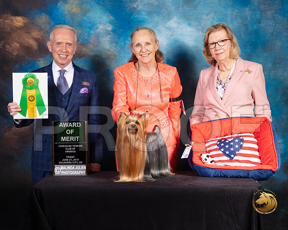 Yorkshire Terrier #53 Fri 2 AOM Judge Fred Bassett_SSR_9670-©ToyOKC2019-HR3