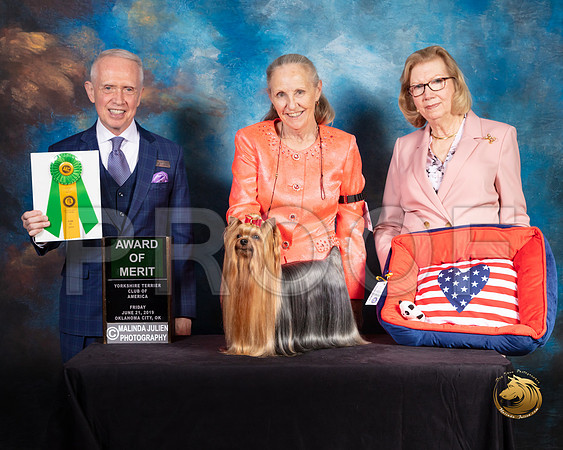 Yorkshire Terrier #53 Fri 2 AOM Judge Fred Bassett_SSR_9673-©ToyOKC2019-HR3