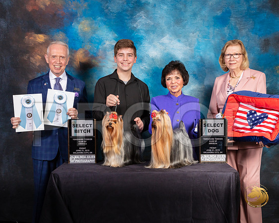 Yorkshire Terrier #56 &? SB SD Judge Fred Bassett_SSR_9667-©ToyOKC2019-HR3