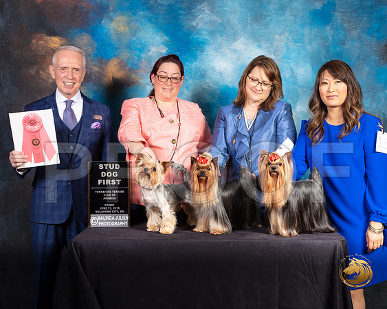 Yorkshire Terrier #63 Fri 2 Stud Dog 1 Judge Fred Bassett_SSR_9686-©ToyOKC2019-HR3