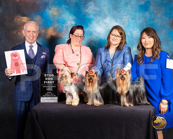 Yorkshire Terrier #63 Fri 2 Stud Dog 1 Judge Fred Bassett_SSR_9688-©ToyOKC2019-HR3