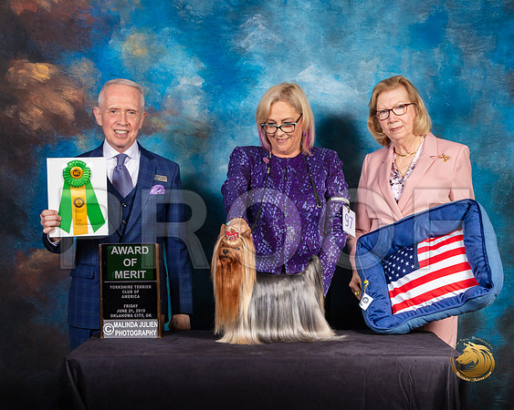 Yorkshire Terrier #97 Fri 2 Judge Fred Bassett_SSR_9656-©ToyOKC2019-HR3