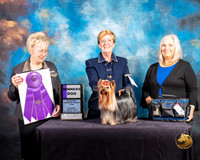 Yorkshire Terrier #93 Thurs WD Judge Janice G Pardue