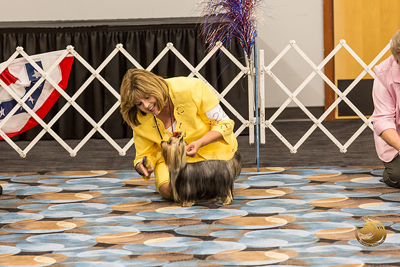 Yorkshire Terrier #22 Fri Ring_JJJ_7371-OKCToy2019-HR3