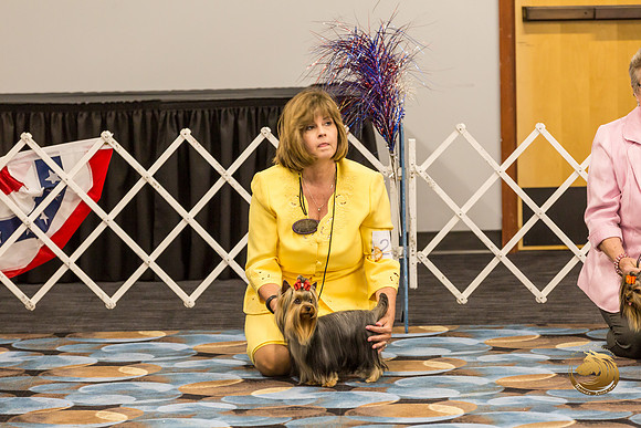 Yorkshire Terrier #22 Fri Ring_JJJ_7377-OKCToy2019-HR3
