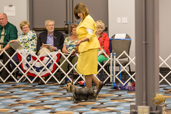 Yorkshire Terrier #22 Fri Ring_JJJ_7384-OKCToy2019-HR3