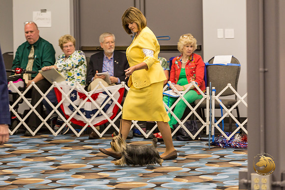 Yorkshire Terrier #22 Fri Ring_JJJ_7385-OKCToy2019-HR3