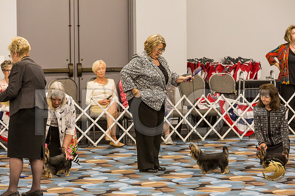 Yorkshire Terrier Thurs 6 to 9 B S2_JJJ_5456-OKCToy2019-HR3