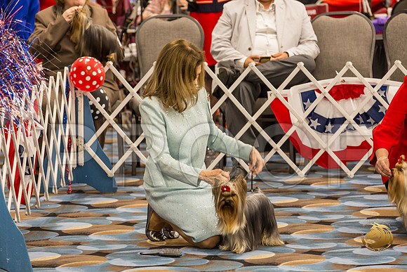 Yorkshire Terrier Thurs 12 to 18 B S2_JJJ_5822-OKCToy2019-HR3