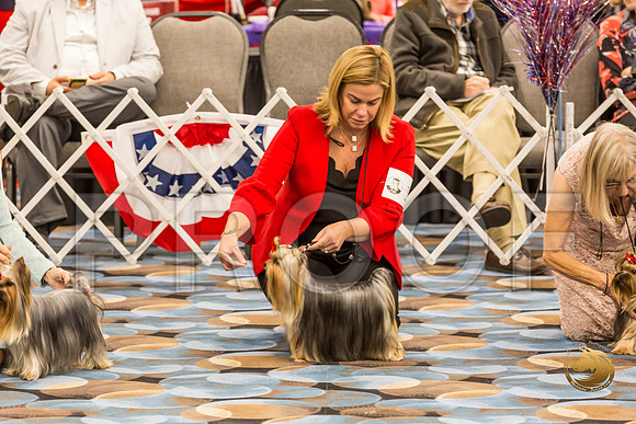 Yorkshire Terrier Thurs 12 to 18 B S2_JJJ_5825-OKCToy2019-HR3