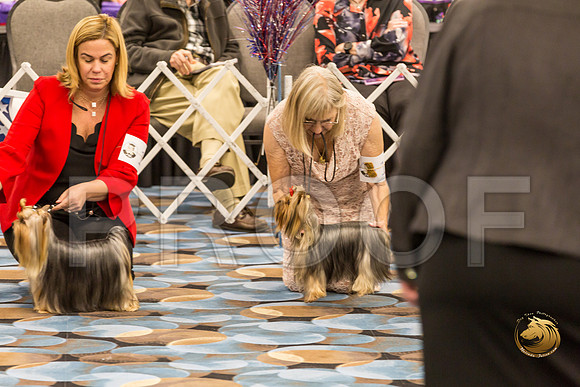 Yorkshire Terrier Thurs 12 to 18 B S2_JJJ_5826-OKCToy2019-HR3