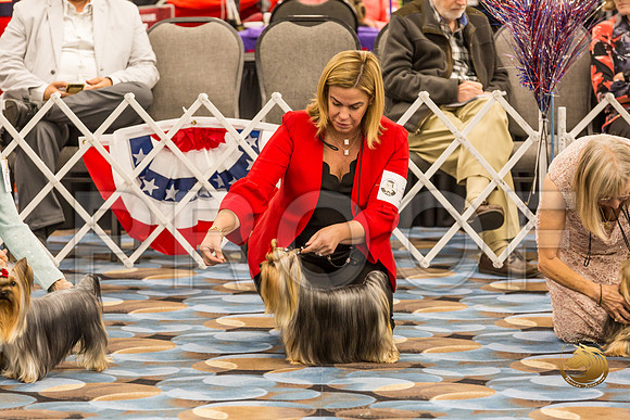Yorkshire Terrier Thurs 12 to 18 B S2_JJJ_5824-OKCToy2019-HR3
