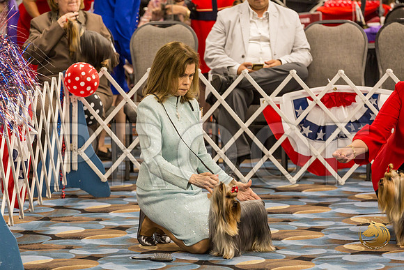 Yorkshire Terrier Thurs 12 to 18 B S2_JJJ_5823-OKCToy2019-HR3