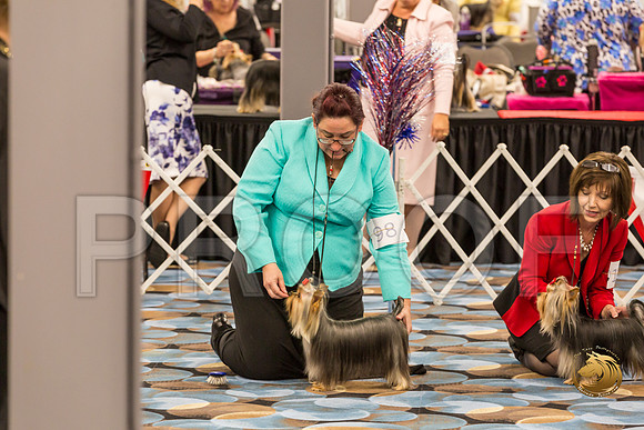 Yorkshire Terrier Thurs 12 to 18 B S2_JJJ_5828-OKCToy2019-HR3