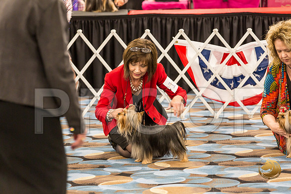 Yorkshire Terrier Thurs 12 to 18 B S2_JJJ_5829-OKCToy2019-HR3