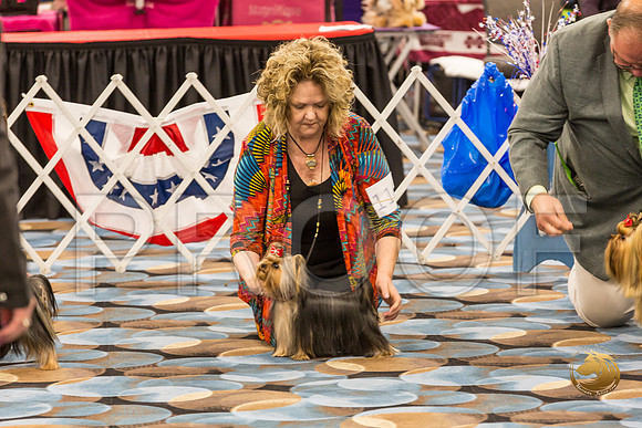 Yorkshire Terrier Thurs 12 to 18 B S2_JJJ_5830-OKCToy2019-HR3
