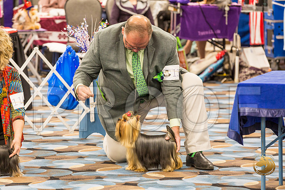 Yorkshire Terrier Thurs 12 to 18 B S2_JJJ_5831-OKCToy2019-HR3